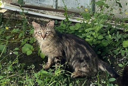 Discovery alert Cat miscegenation Unknown Bourgoin-Jallieu France