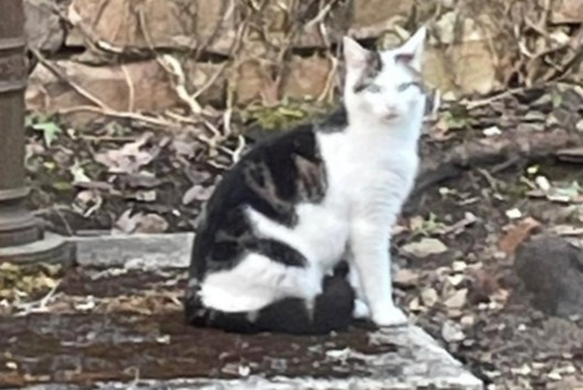 Disappearance alert Cat  Male , 2 years La Roche-sur-Yon France