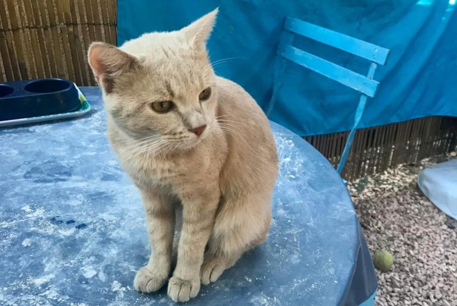 Alerta de Desaparición Gato cruce Macho , 1 años Le Cannet-des-Maures Francia