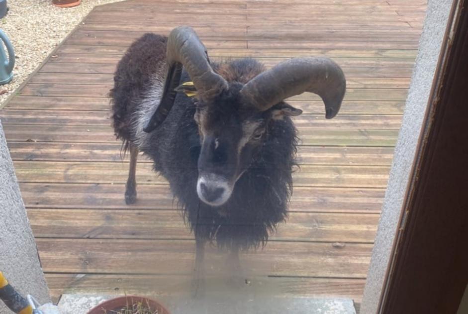 Alerta de Hallazgo Otros belier Macho Sainte-Geneviève-lès-Gasny Francia