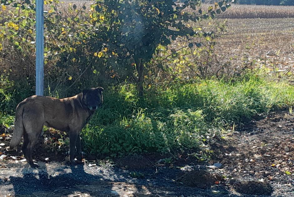 Alerta de Hallazgo Perro  Desconocido Benet Francia