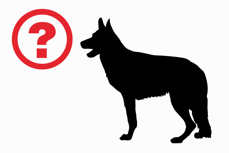 Verdwijningsalarm Hond  Mannetje , 1 jaar Pirey Frankrijk