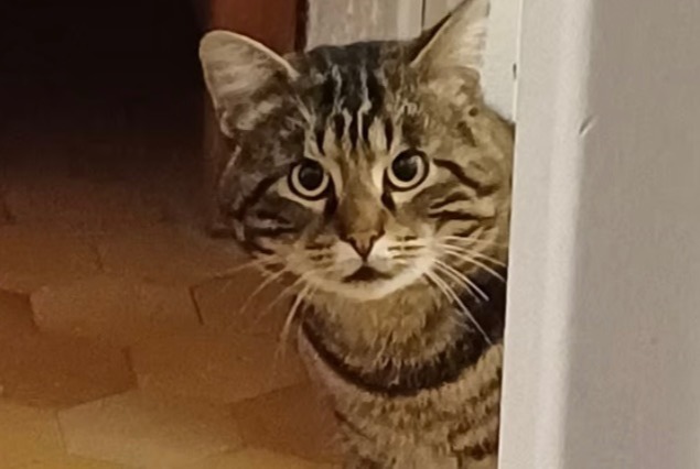 Avviso scomparsa Gatto Maschio , 3 anni Valence Francia