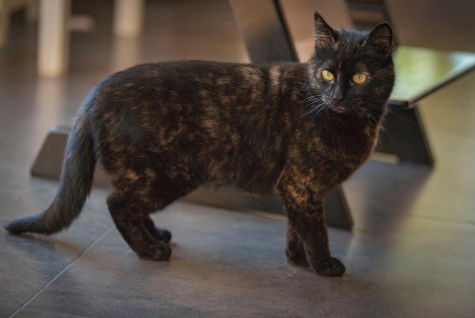 Avviso scomparsa Gatto Femmina , 7 anni Fouesnant Francia