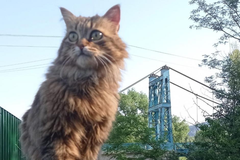 Avviso scomparsa Gatto Femmina , 6 anni Agonès Francia