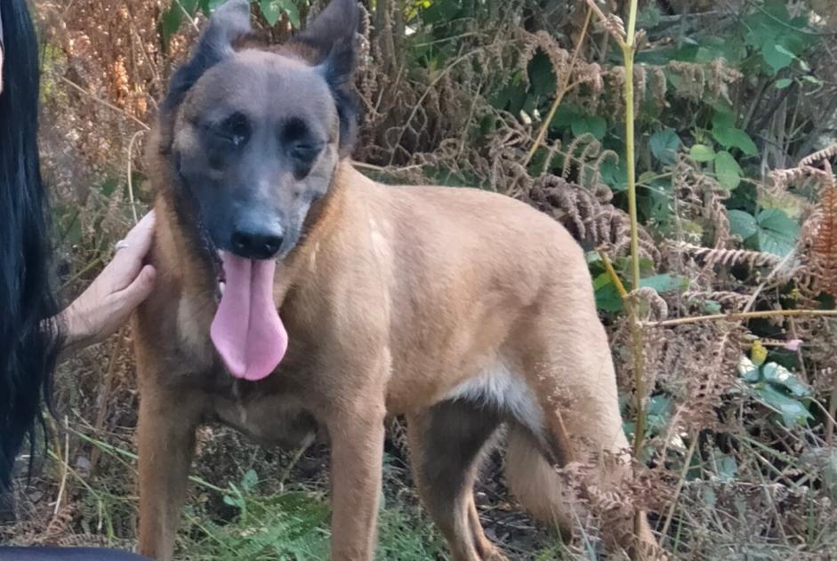 Verdwijningsalarm Hond  Vrouwtje , 7 jaar Thiberville Frankrijk