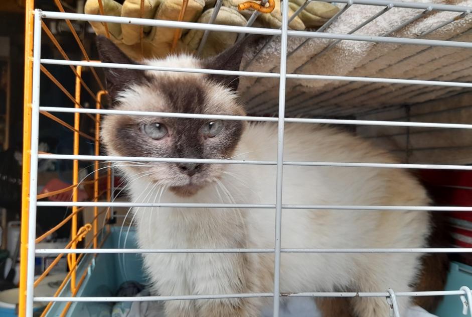 Alerta descoberta Gato  Desconhecido Orval sur Sienne France